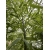 Bambus Phyllostachys Bissetii, Filostachys Bisseta 10l 130-180cm